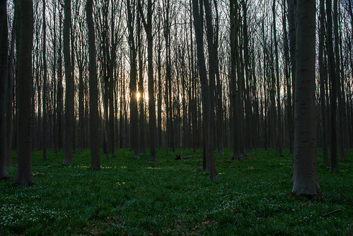 2018 belgique belgium halle hallerbos bois woods spring printemps chemin path trees arbres narcisses narcissus sun soleil sunset coucherdesoleil