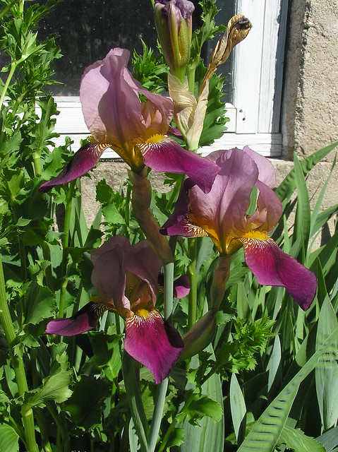 Iris grmanica cv.