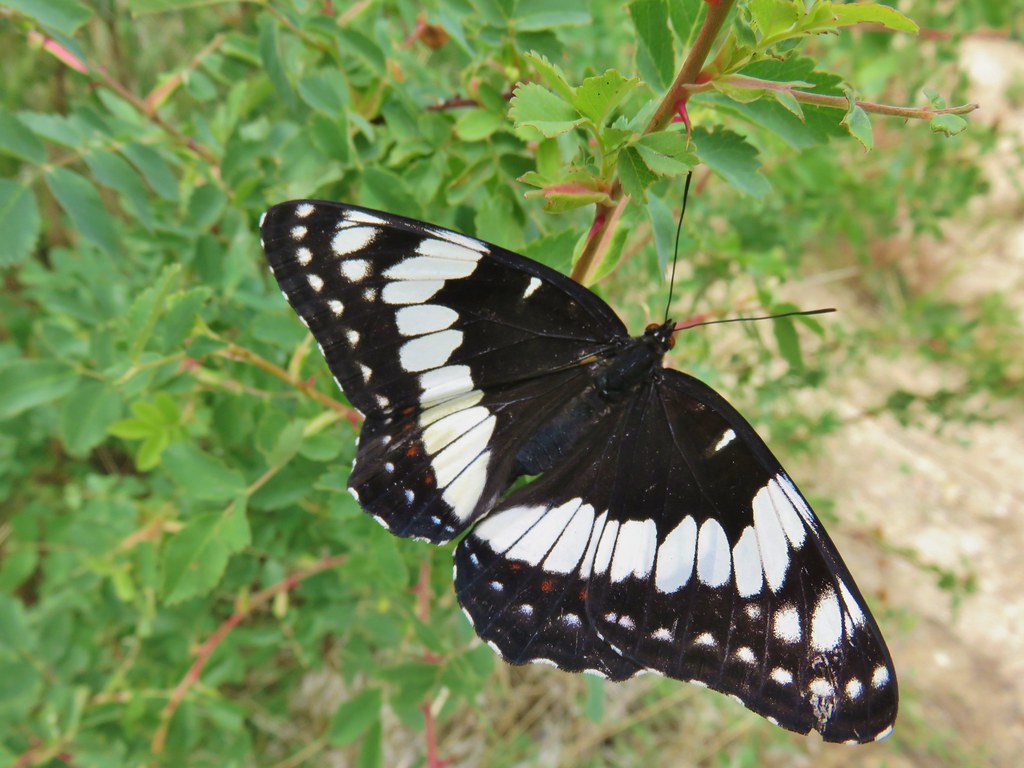 Swallowtail in Timber Gulch