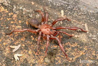 Armored trapdoor spider (Ctenolophus sp.) - DSC_2513