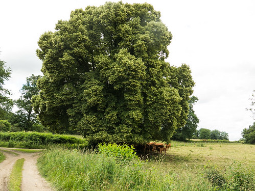 Lime tree in the French country.