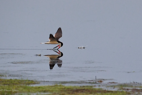 action background bird bombayhook delaware flight skimmers sunrise water wildlife smyrna unitedstates us