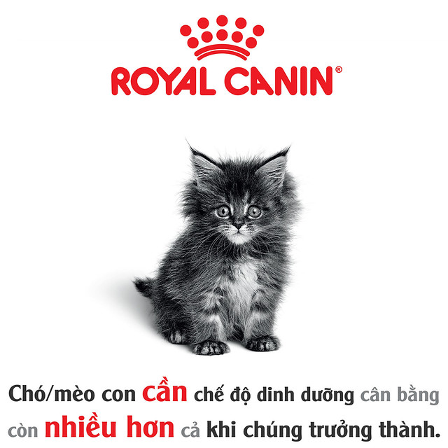 meo-con-royal-canin