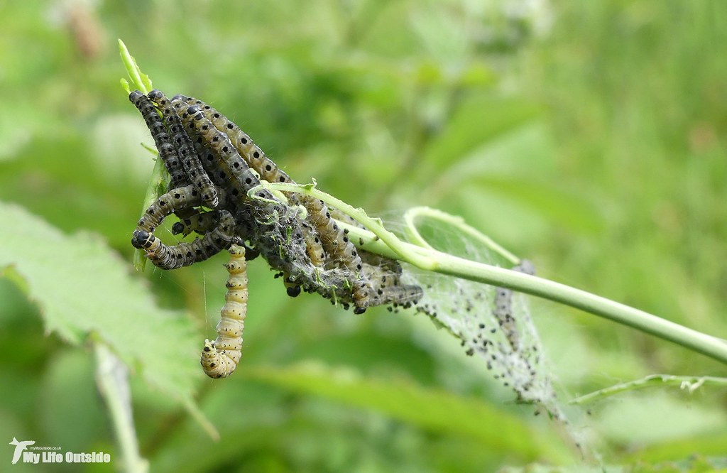 P1150542- Orhcard Ermine Moth Caterpillars