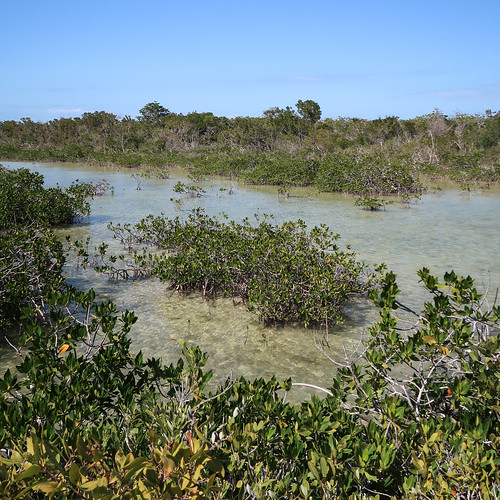 2017 20170413 april april2017 atlanticocean atlanticoceanlandscape bigtorchkey bigtorchkeylandscape dornroad florida floridakeys floridakeyslandscape floridalandscape floridamangroves img8960 middletorchkey middletorchkeylandscape monroecounty monroecountyflorida coastlandscape coastallandscape coastalplants coastlinelandscape halophytes landscape mangrove mangrovearea mangrovelandscape mangroveplants mangroveshrubs mangroveswamp mangroves mostlysunny oceanchannel oceanlandscape seascape shallowchannel shallowoceanchannel shallowwater shallows southflorida southernflorida sunnylandscape tropicallandscape tropicalplants tropicalvegetation