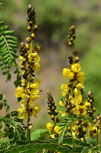 etiopia piante