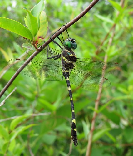 dragonfly illinoisrivercruiser macromiaillinoiensis santaferiver highspringsflorida georgiarivercruiser swiftrivercruiser