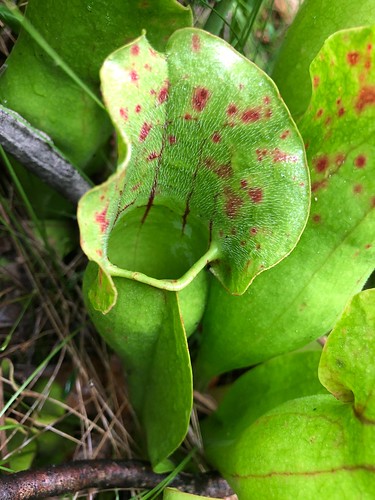 Sarracenia purpurea ssp. venosa; Suitland Bog Natural Area, MD.