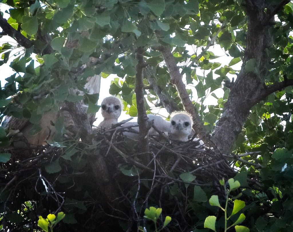 Tompkins red-tail nestlings