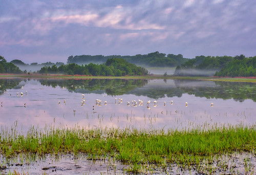 action background bird bombayhook clouds delaware egret landscape reflection sunrise water wildlife