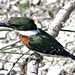 green kingfisher in Estero Llano, Texas