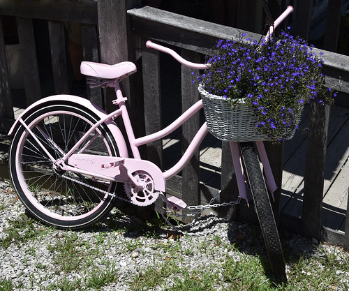bike bicycle flower flowers bicyclebasket basket pink purple missouri ozarks mansfieldmo mansfieldmissouri bakersfieldpioneervillage bakercreekheirloomseeds heritagedaysfestival 2018