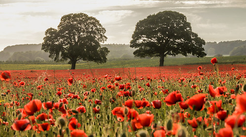 flanders poppy poppies red beautiful landscape countryside farm castle oak sunset cloud