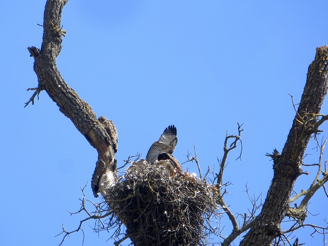 hawk's nest in santa monica mtns