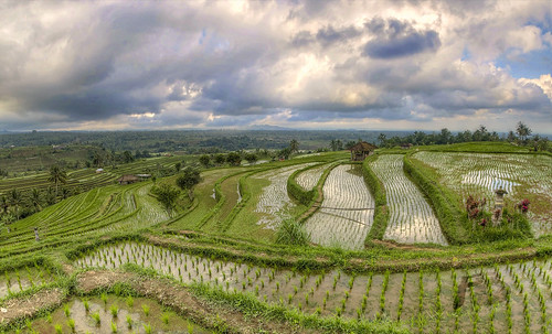 jatiluwih riceterraces bali indonesia riso terrazzamenti filippo filippobianchi landscape sky clouds paesaggio panorama nature natura work unesco agriculture
