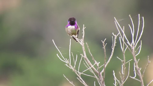Costa's Hummingbird (Calypte costae), Santa Margarita Lake, CA