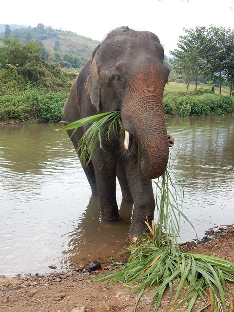 Chiang Mai, un día entre elefantes - FIN DE AÑO EN EL NORTE DE TAILANDIA (28)