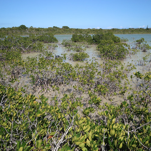 2017 20170413 april april2017 atlanticocean atlanticoceanlandscape bigtorchkey bigtorchkeylandscape dornroad florida floridakeys floridakeyslandscape floridalandscape floridamangroves img9009 middletorchkey middletorchkeylandscape monroecounty monroecountyflorida coastlandscape coastallandscape coastalplants coastalvegetation coastlinelandscape halophytes landscape mangrove mangrovearea mangrovelandscape mangroveplants mangroveshrubs mangroveswamp mangroves mostlysunny oceanchannel oceanlandscape seascape shallowchannel shallowoceanchannel shallowwater shallows southflorida southernflorida sunnylandscape tropicallandscape tropicalplants tropicalvegetation