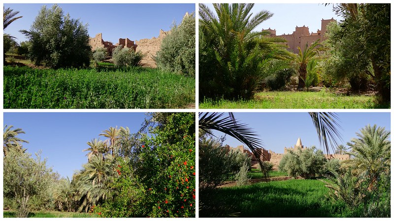 Marruecos: Mil kasbahs y mil colores. De Marrakech al desierto. - Blogs de Marruecos - Skoura (Kasbah Ait Ben Moro, Ameridil y Ait Abou), Agdz, Tamnougalt, Hara Oasis. (3)