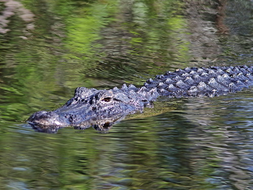 Alligator 20180603