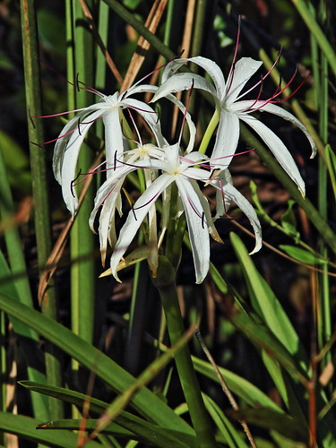 Swamp Lily 01-20180603