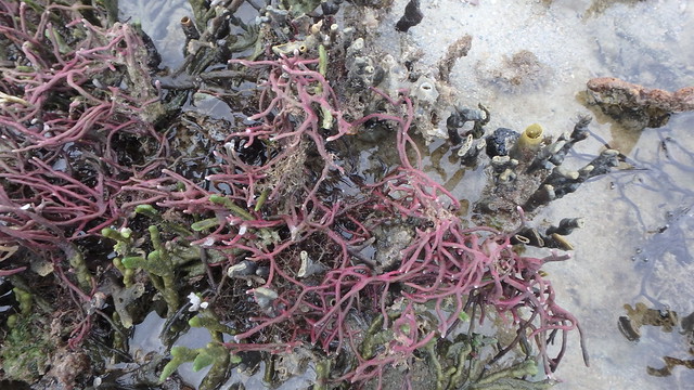 Unidentified seaweed