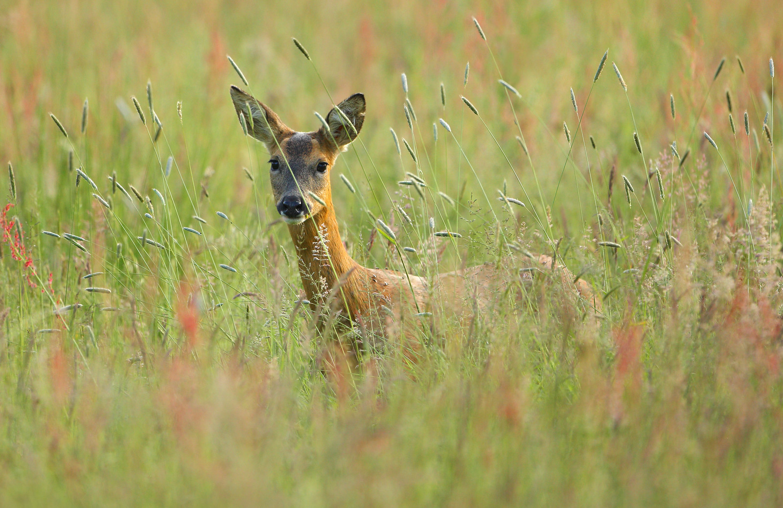 Curious Female Roe Deer