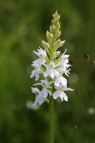 Common Spotted Orchid Dactylorhiza fuchsii var. alba