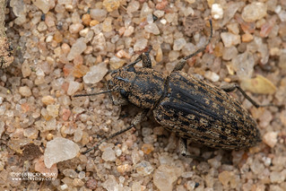 Darkling beetle (Himatismus sp.) - DSC_2190