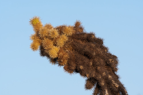 teddybearcholla cactus desert sonorandesert janerautrail brownsranch mcdowellsonoranpreserve scottsdale arizona sunrise