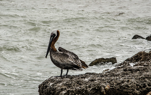 nikond7000 urban nikkor18105mm3556g lightroomcc venice seascape bgdl florida pelican rocks patientlywaiting