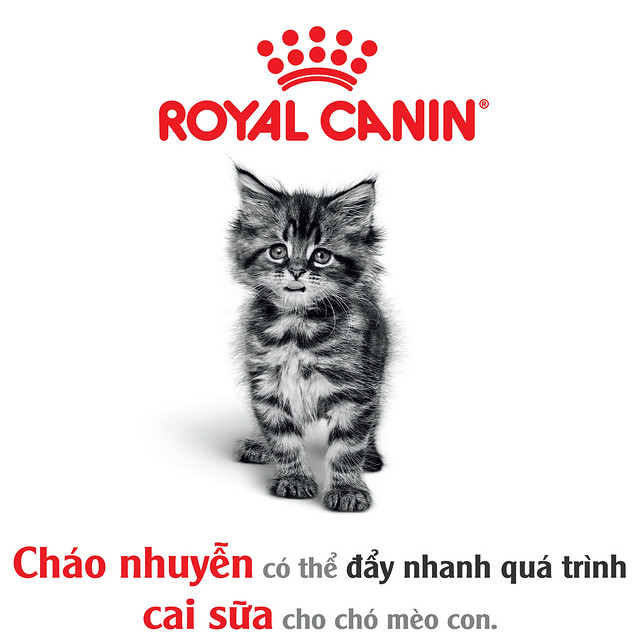 meo-royal-canin