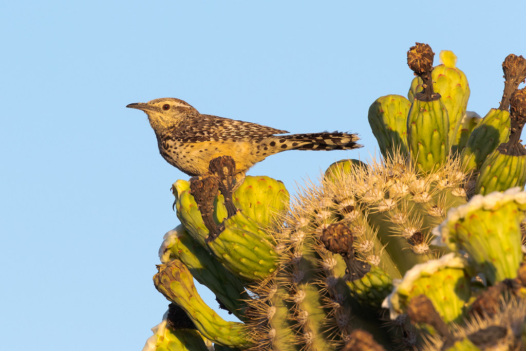 A cactus wren, its face covered in pollen, pauses on a saguaro while feeding its young