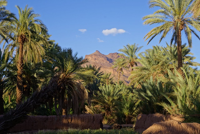 Skoura (Kasbah Ait Ben Moro, Ameridil y Ait Abou), Agdz, Tamnougalt, Hara Oasis. - Marruecos: Mil kasbahs y mil colores. De Marrakech al desierto. (47)
