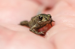 Tiny little frog
