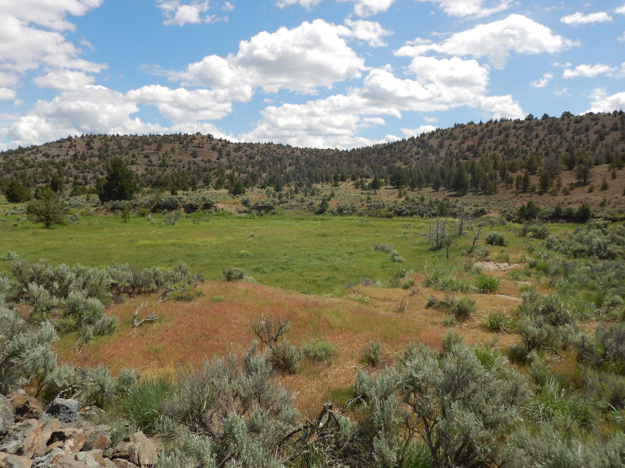 Open rangeland along the Lower Crooked River Back Country Byway