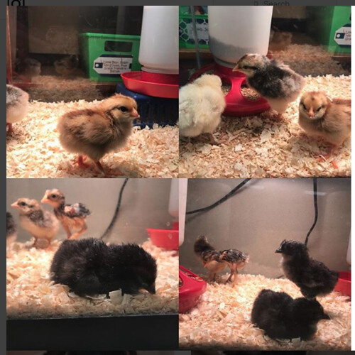 1st Grade Chicks 2018