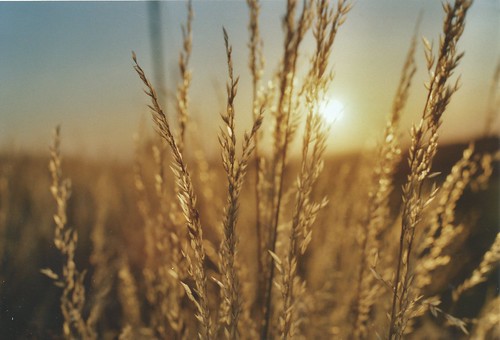 field nature gold film olympus sunset grains