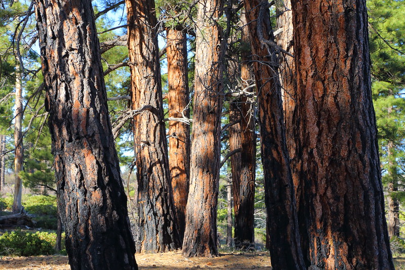 IMG_1089 Charred Ponderosa Pine, Zion National Park