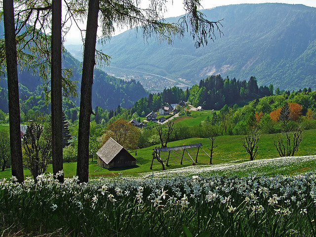 Narcissus fields below the Golica