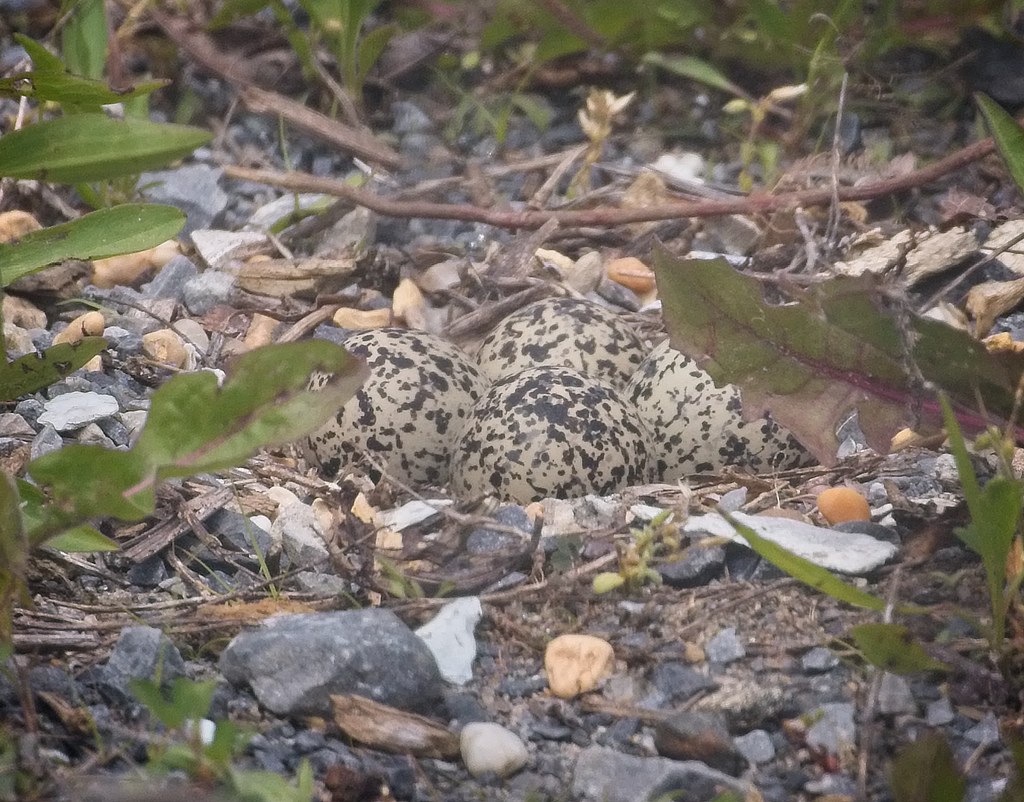 Killdeer nest with eggs