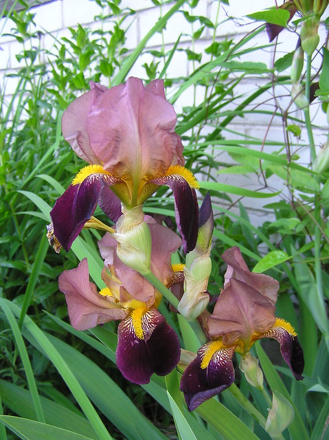 Iris grmanica cv.
