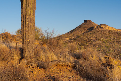 saguaro cactus roots brownsmountain brownsranch mcdowellsonoranpreserve scottsdale arizona desert sonorandesert vaquerotrail