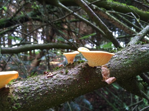 fungi mushrooms forest macro