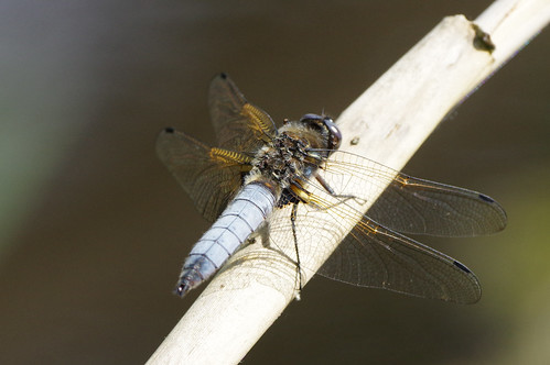 woodwaltonfen nature wild wildlife scarcechaser libellulafulva dragonfly insect