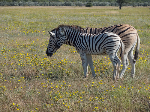 africa etoshanationalpark namibia ©suelambertlrpscpagb oshikotoregion na okaukuejo oshanaregion animal