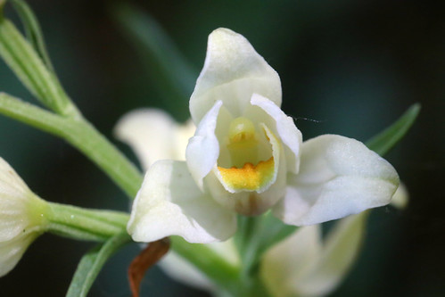 White Helleborine Cephalanthera damasonium