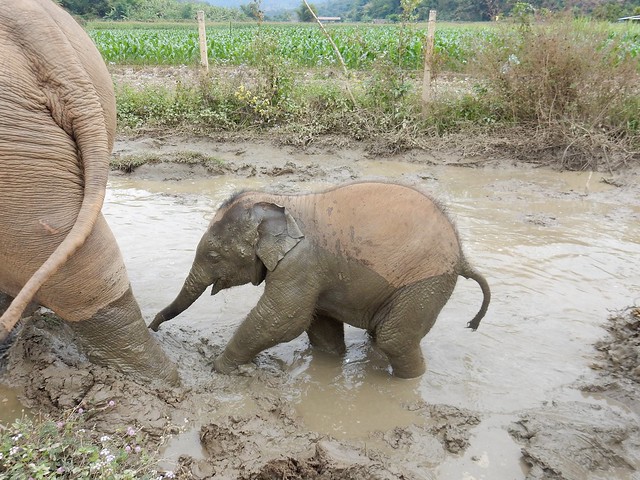Chiang Mai, un día entre elefantes - FIN DE AÑO EN EL NORTE DE TAILANDIA (21)