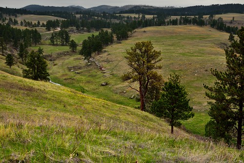 nikond800e lookingne azimuth40 lookouttrail lookoutpointtrail northamericaplains greatplains blackhills southernblackhills windcavenationalpark camranger capturenx2edited colorefexpro cloudy overcast nature outside landscape trees hillsideoftrees rollinghillsides meadows grassyarea grassyfield grassymeadow evergreentrees evergreens mountains mountainsindistance mountainsoffindistance overcastwithclouds prairiegrass coldspringcreek creek washunniya pah‡s‡pa poemsused poetryandprose freeversepoetry ponderosapines project365 portfolio southdakota unitedstates pahásápa