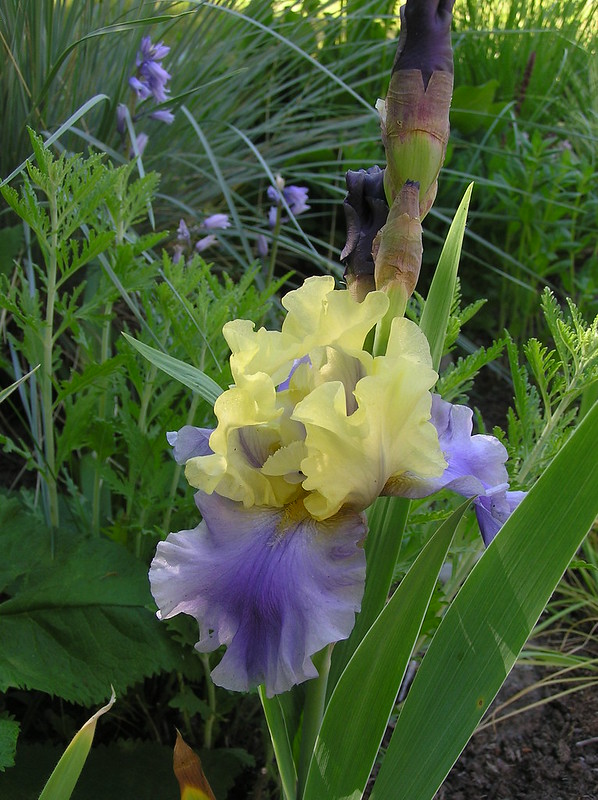 Iris germanica 'Edith Wolford'